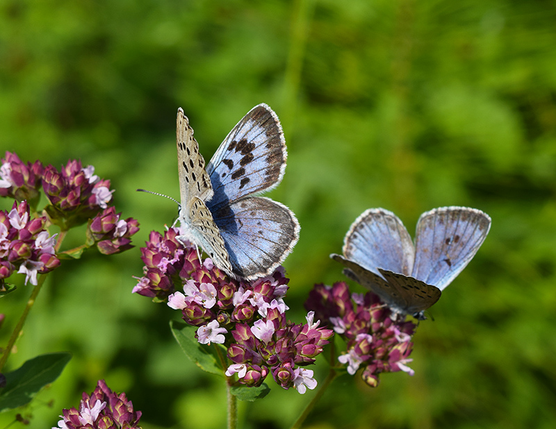 Maculinea arion - Lycaenidae